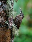 Montane Woodcreeper