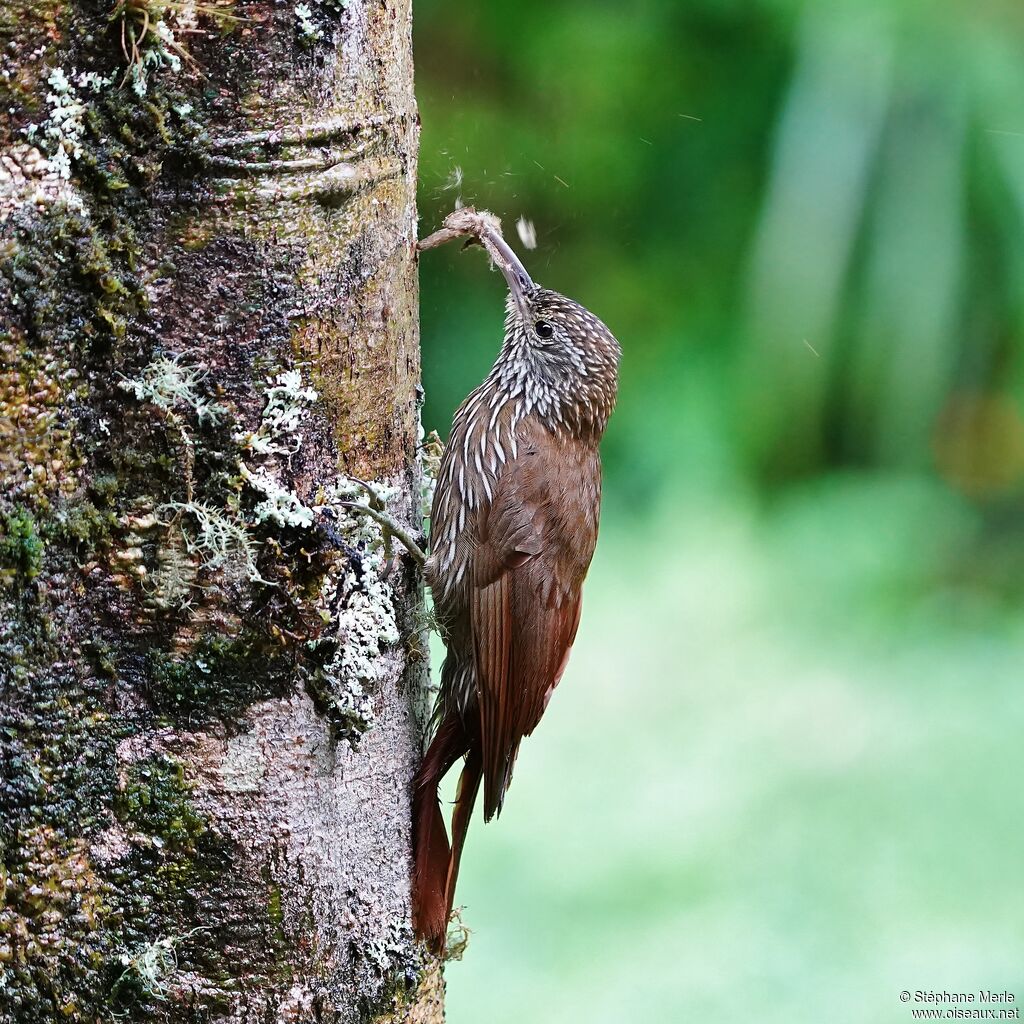 Montane Woodcreeper