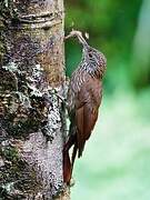 Montane Woodcreeper