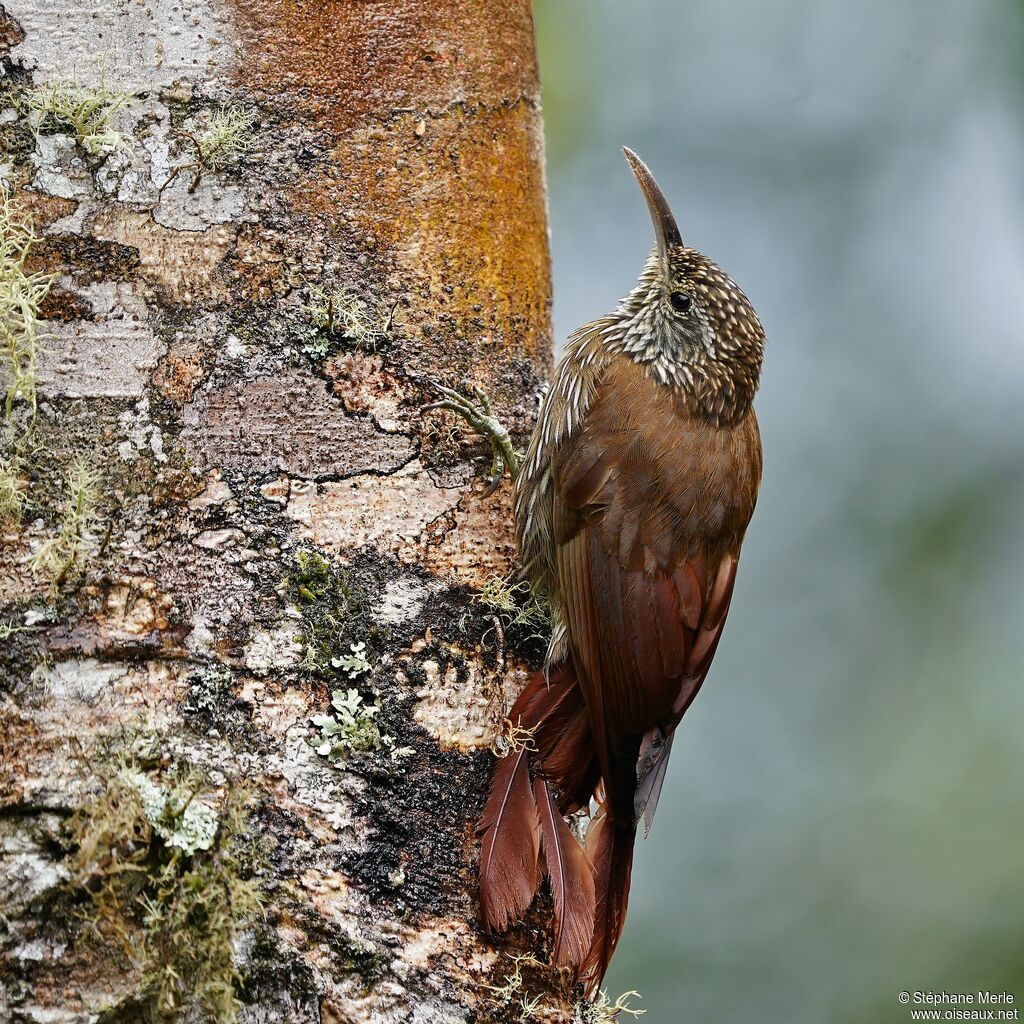 Montane Woodcreeper