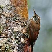 Montane Woodcreeper