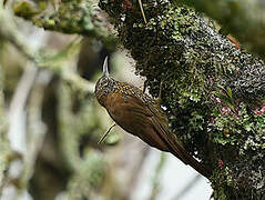 Montane Woodcreeper