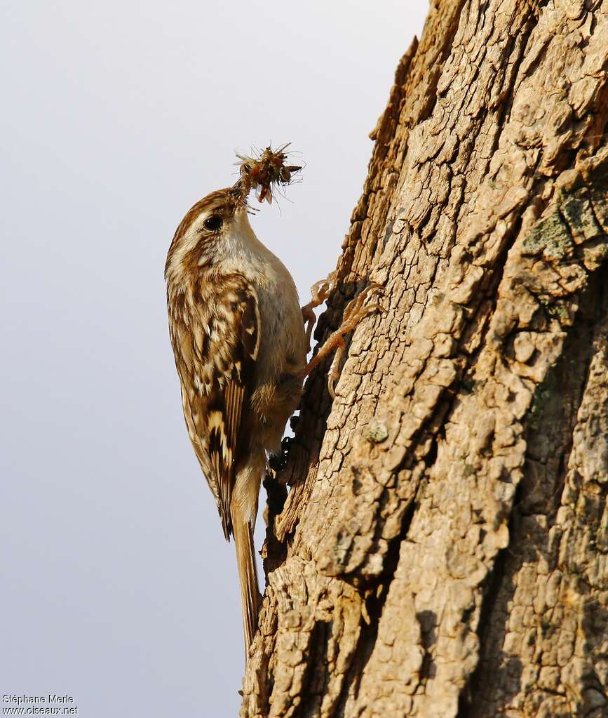 Short-toed Treecreeperadult, pigmentation, feeding habits