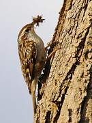 Short-toed Treecreeper