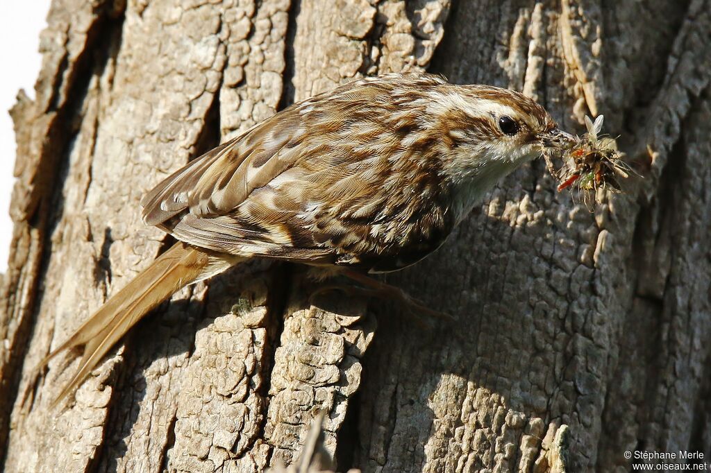 Short-toed Treecreeper