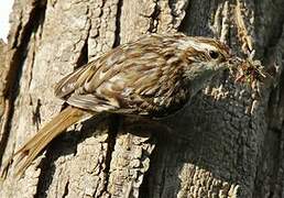 Short-toed Treecreeper