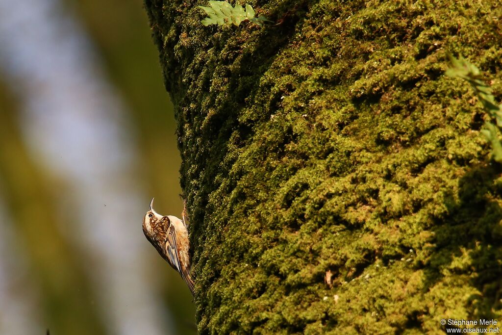 Short-toed Treecreeper