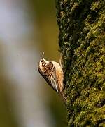 Short-toed Treecreeper