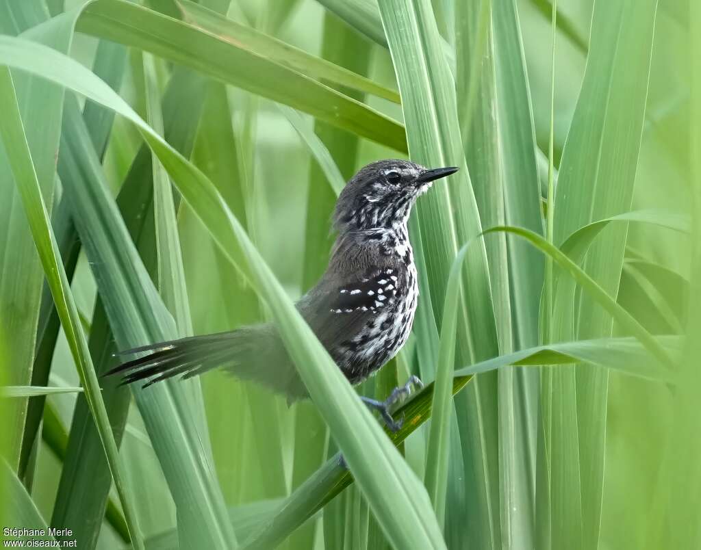 Marsh Antwren female adult