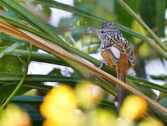 Santa Marta Antbird