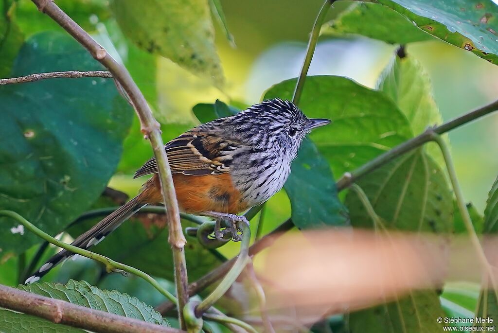 Santa Marta Antbird