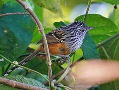 Santa Marta Antbird