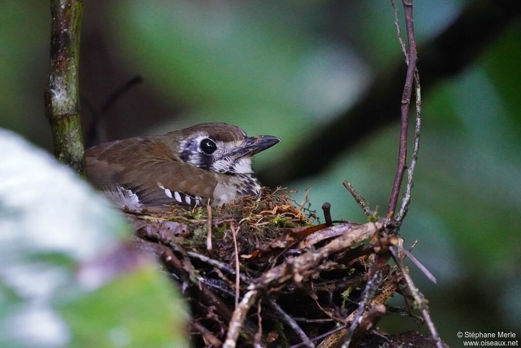 Spot-winged Thrushadult