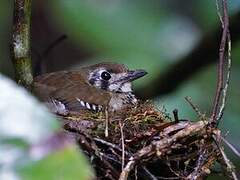 Spot-winged Thrush