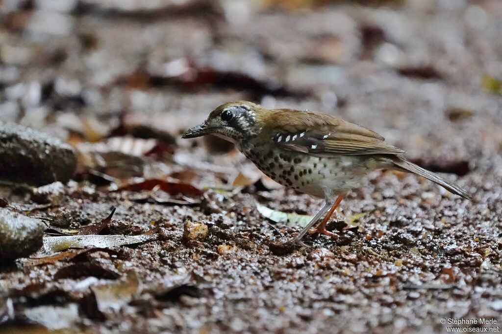 Spot-winged Thrush