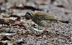 Spot-winged Thrush