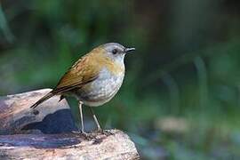 Black-billed Nightingale-Thrush