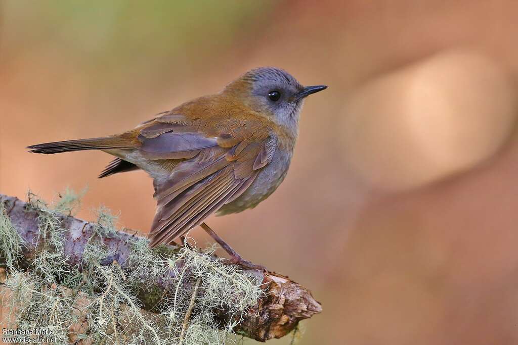 Black-billed Nightingale-Thrushadult