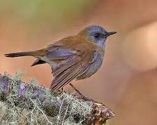 Black-billed Nightingale-Thrush