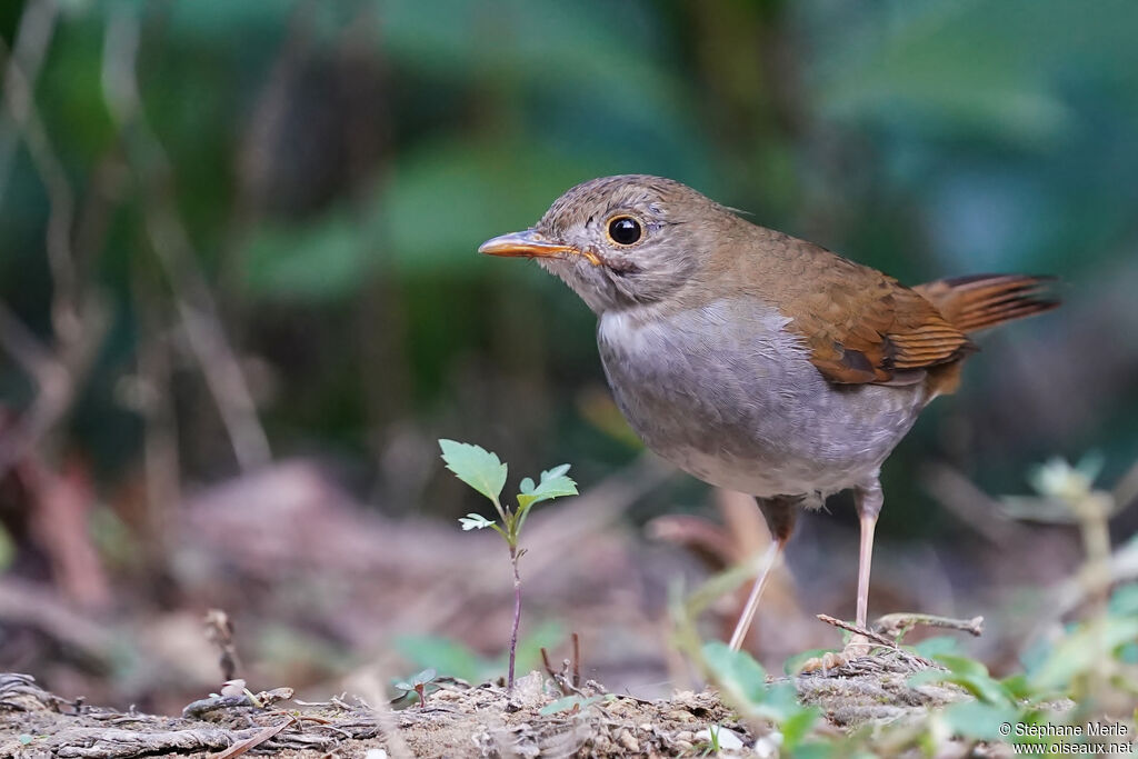 Orange-billed Nightingale-Thrush