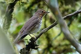 Swainson's Thrush