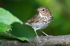 Swainson's Thrush