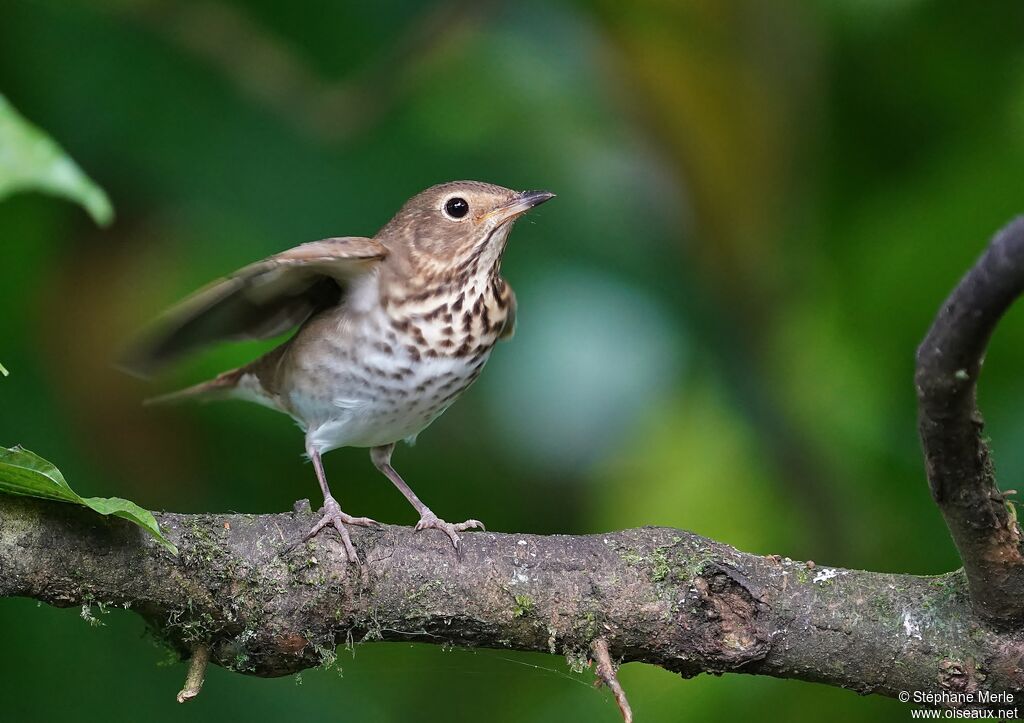 Swainson's Thrush