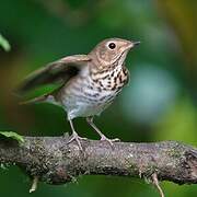 Swainson's Thrush