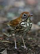 Wood Thrush