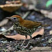 Wood Thrush