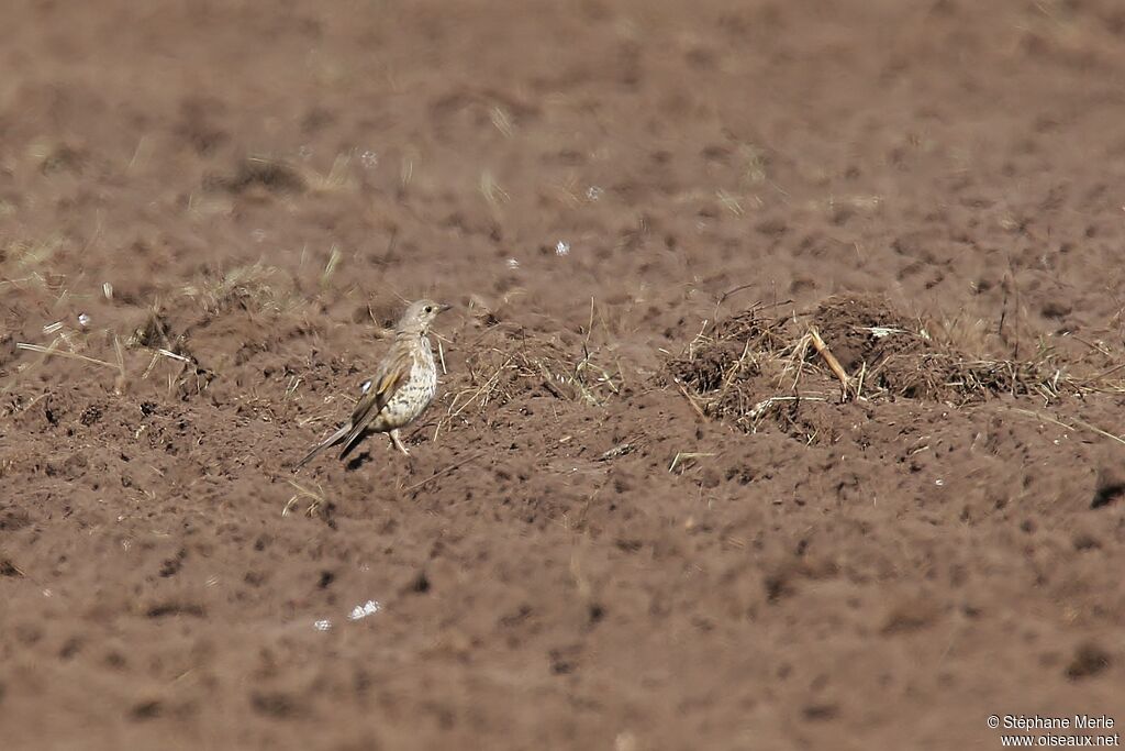 Mistle Thrush