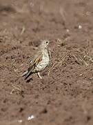 Mistle Thrush