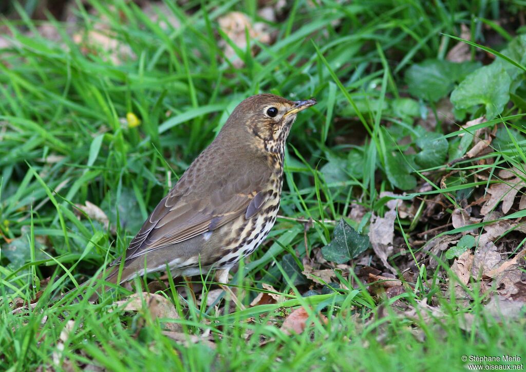 Song Thrush