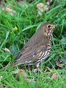 Song Thrush