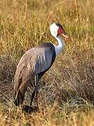 Wattled Crane