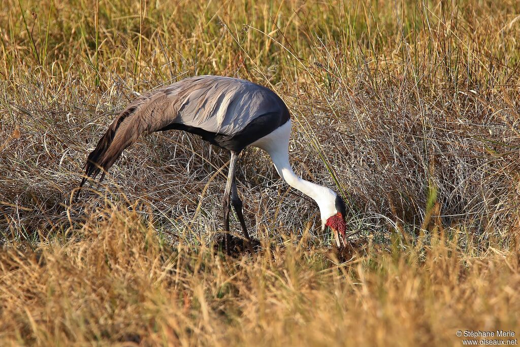 Wattled Crane