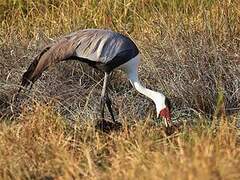 Wattled Crane