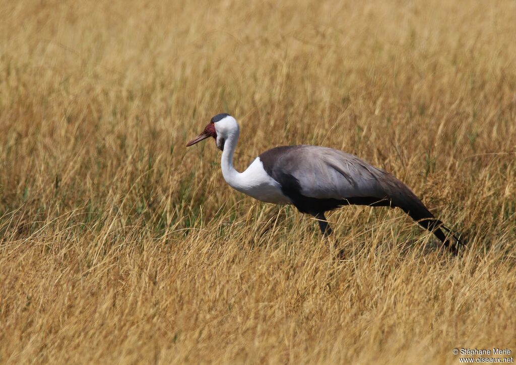 Wattled Crane