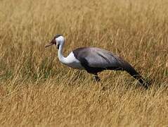 Wattled Crane