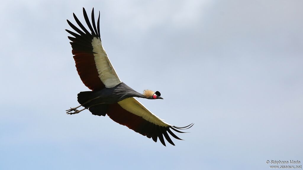 Black Crowned Craneadult