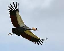 Black Crowned Crane