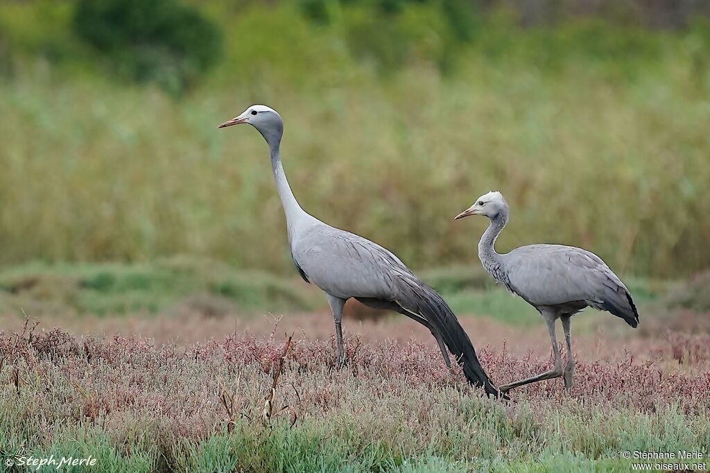 Blue Crane