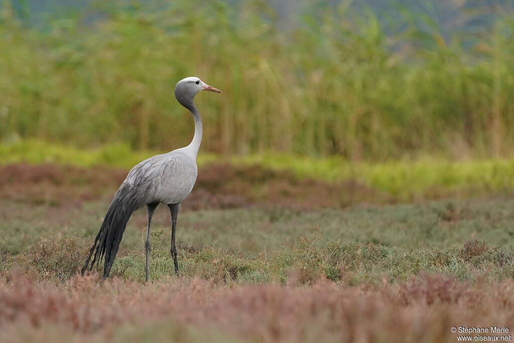 Blue Craneadult