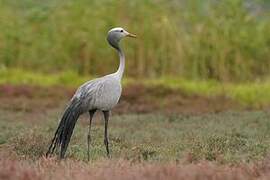 Blue Crane