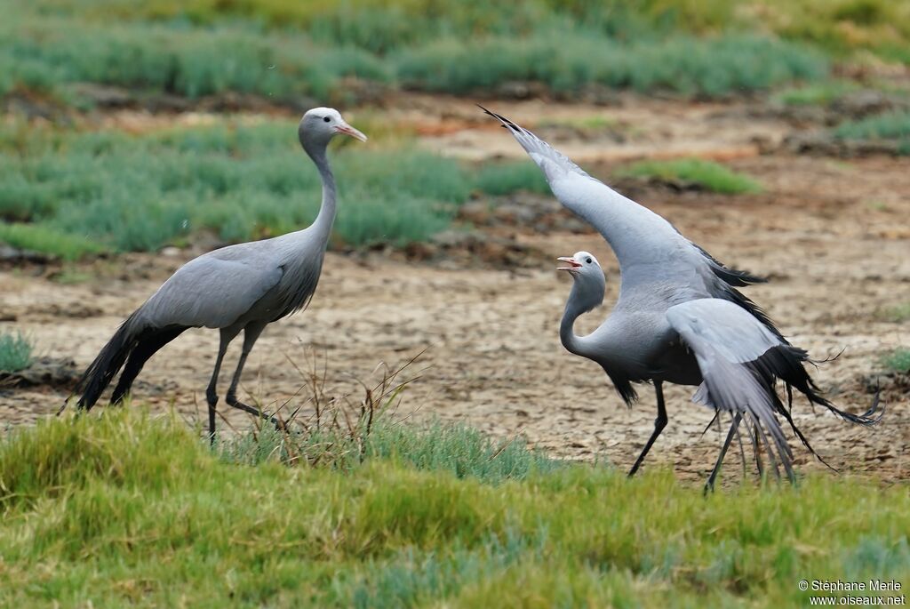 Blue Crane