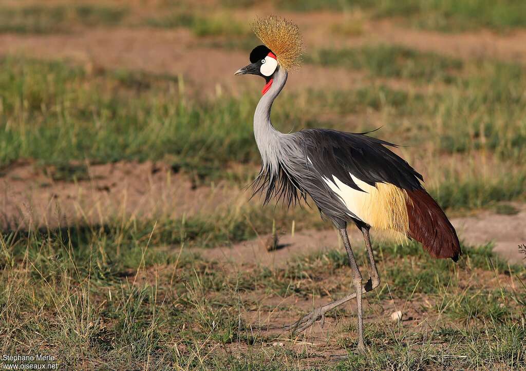 Grey Crowned Craneadult, identification