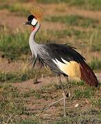 Grey Crowned Crane