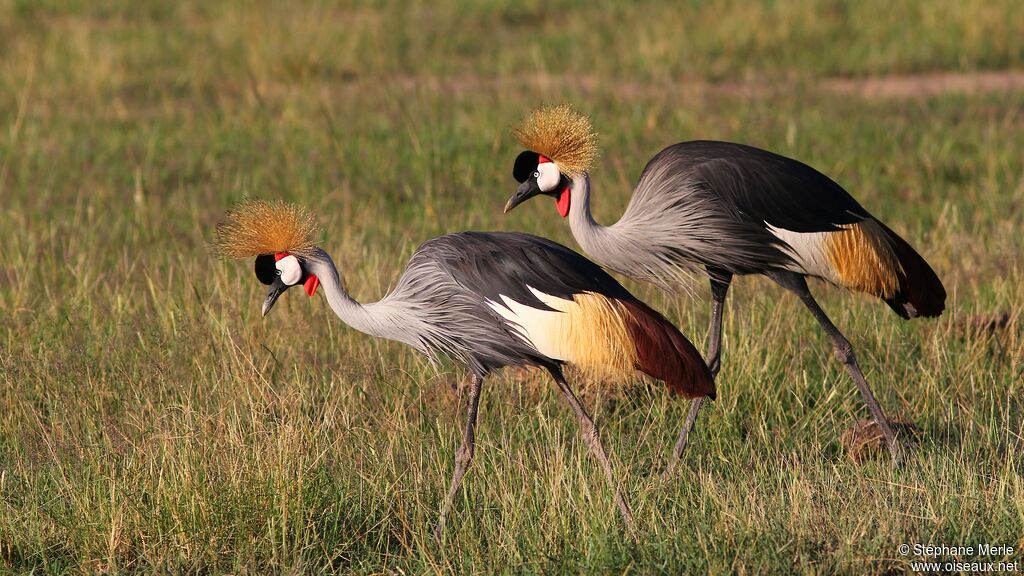 Grey Crowned Crane