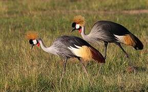 Grey Crowned Crane