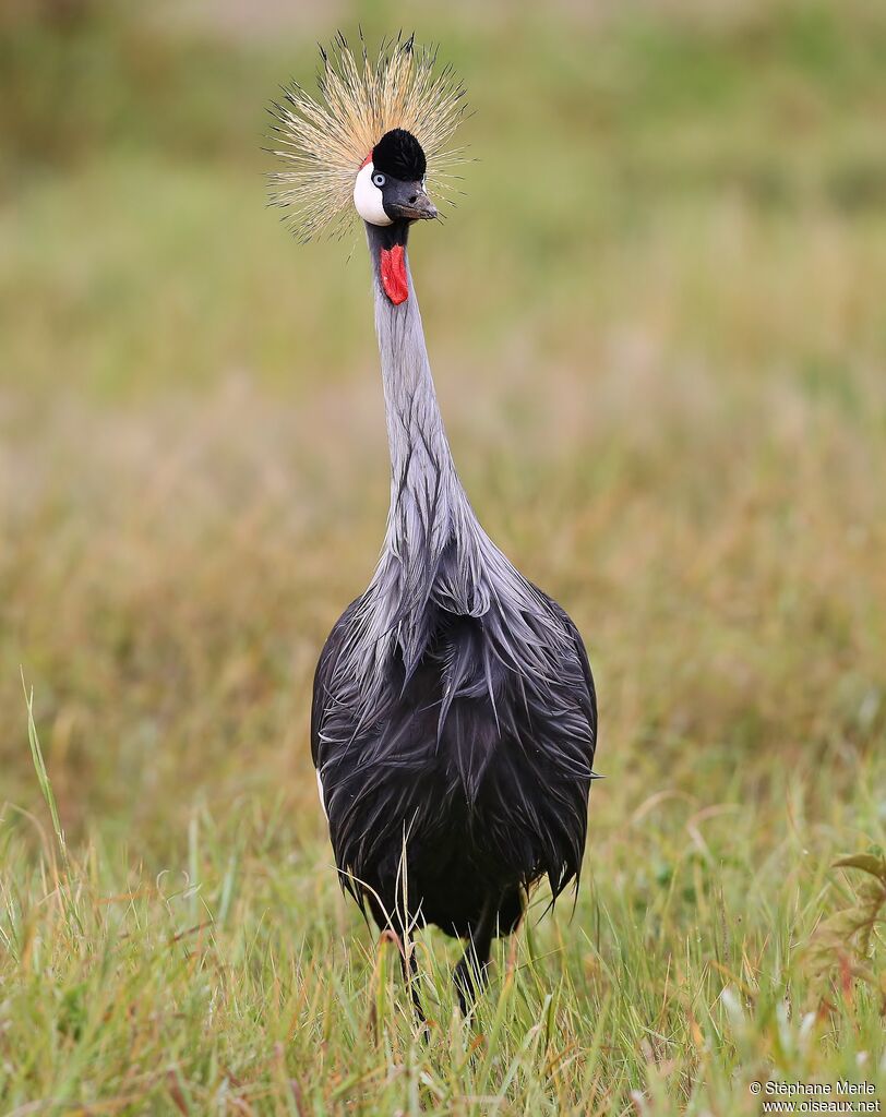 Grey Crowned Craneadult